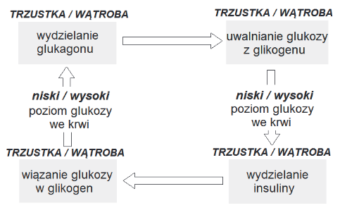 mechanizm antagonistycznego działania insuliny i glukagonu