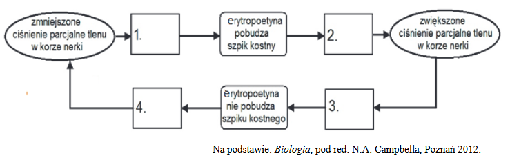 mechanizm regulacji wytwarzania erytrocytów przez erytropoetynę