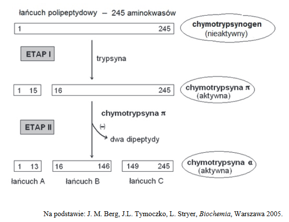 chymotrypsynogen a chymotrypsyna