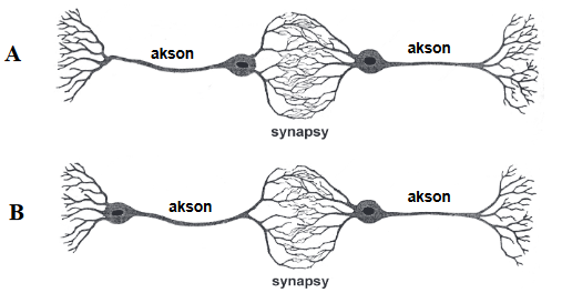 połączenia między neuronami