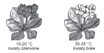 różne kolory kwiatów pierwiosnka chińskiego w zależności od temperatury