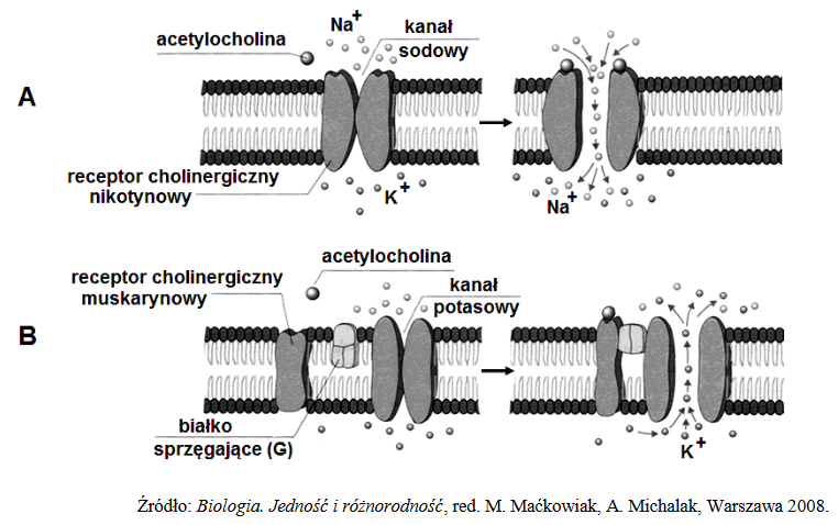 acetylocholina – Przekaźnik nerwowy