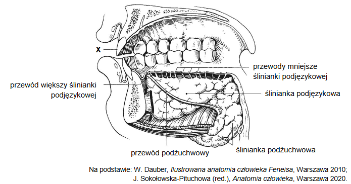 budowa i funkcje narządów jamy ustnej człowieka