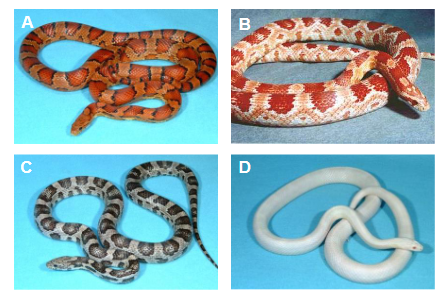geny warunkujące ubarwienie węża zbożowego