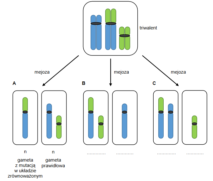 Fuzja centryczna – jeden z rodzajów mutacji chromosomalnej