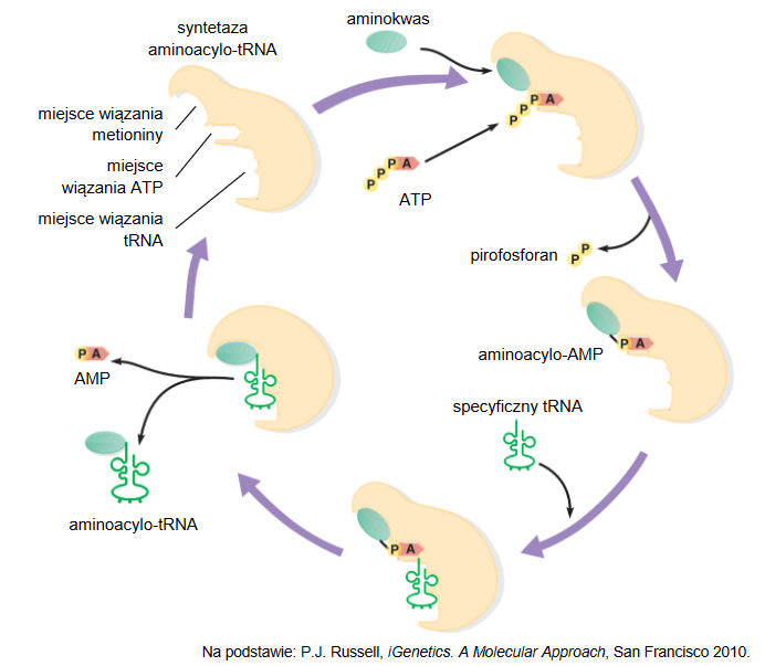 komórkowe transportery aminokwasów – tRNA
