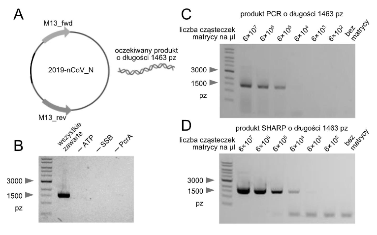 PCR – metoda wykorzystywana do amplifikacji DNA