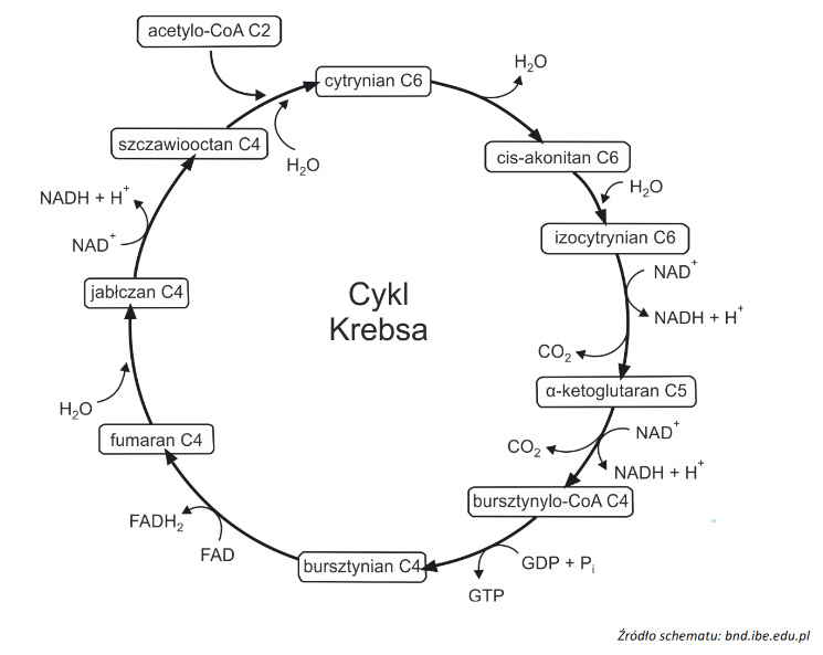 schemat cyklu Krebsa