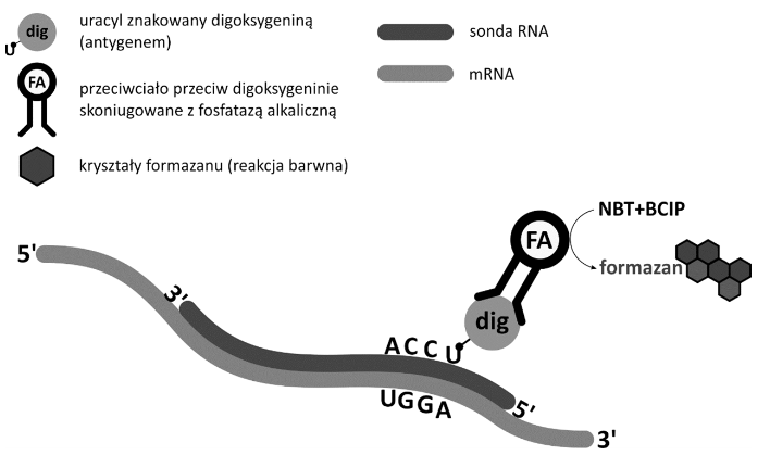 przebieg kolorymetrycznej hybrydyzacji mRNA in situ