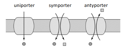 podstawowe rodzaje białkowych transporterów błonowych