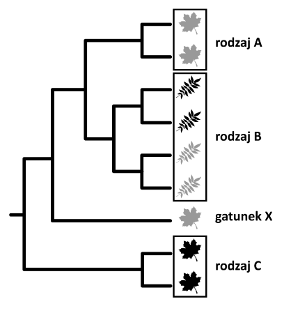 filogeneza pewnej rodziny roślin okrytonasiennych
