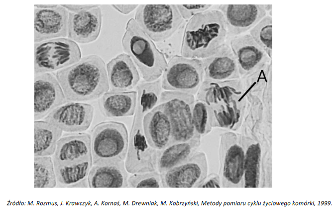 komórki wierzchołków korzeni