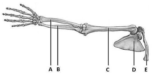 kości kończyny górnej i obręczy barkowej człowieka