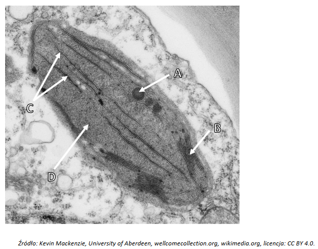 obserwacja mikroskopowa chloroplastu fasoli