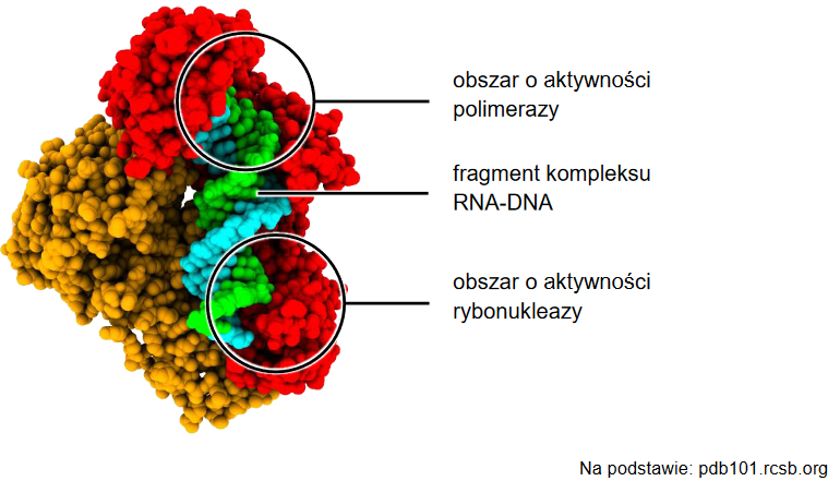 retrowirusy i ich działanie w zainfekowanych komórkach