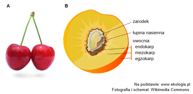mezokarp i endokarp – struktury zawarte w owocach czereśni